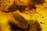 Fossil Cicada Larva and Multiple Flower Stamen in Baltic Amber #159827-2